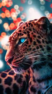 cheetah eyes 4k hd phone wallpaper