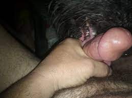 Guy fills dog pussy with his cum - cum.news