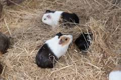 What can I use instead of guinea pig bedding?