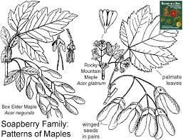 aceraceae maple family identify