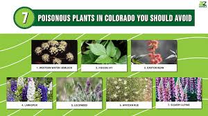 Discover 7 Poisonous Plants In Colorado