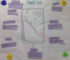 Plant Cell With Review Cards Glad Anchor Charts Scientific