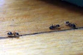 Wer im haus öfters ameisen entdeckt, sollte die sache nicht auf die leichte schulter nehmen. Ameisen Im Haus Bekampfen Was Tun Ursachen 10 Effektive Mittel Hausgarten Net