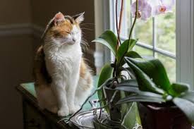 Are hollyhocks poisonous to cats? Cats And Flowers Are Orchids Poisonous To Cats Freakypet