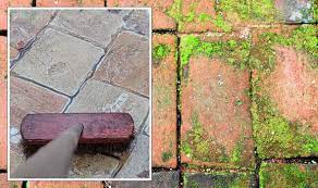 How To Remove Stubborn Moss From