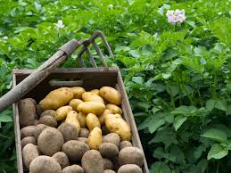 Bei den meisten obstpflanzen ist die pflanzzeit das frühjahr und der herbst. Kartoffeln Pflanzen Ratgeber Zum Anbau Obi