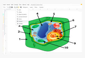 Unlabeled plant cell diagram and key. Plant Cell Unlabeled Hd Png Download Transparent Png Image Pngitem