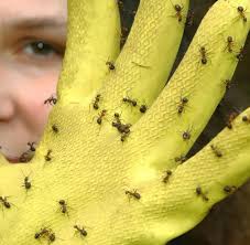 Wir zeigen dir effektive hausmittel gegen ameisen und verraten dir, wie du ameisenbefall im haus vorbeugst. Verbraucher Ameisen Nicht Mit Backpulver Bekampfen Welt