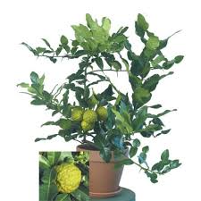 Lime Leaf Tree Citrus Hystrix For