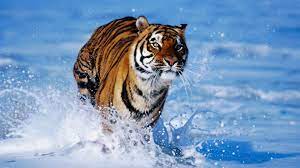 600 tiger wallpapers wallpapers com