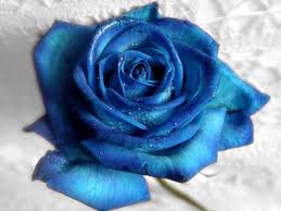 free blue rose wallpapers wallpaper cave