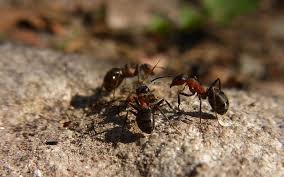 Résultats de recherche d'images pour « nid fourmis photo »