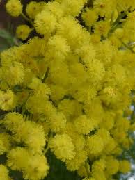 Bouquets of yellow flowers are presented to ornamental trees and shrubs blooming with a sunny color will become a real decoration of a garden or plot. Green Wattle Acacia Decurrens 3 50 Black Wattle Allnatives Online Nursery