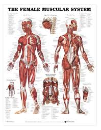 The Female Muscular System Anatomical Chart