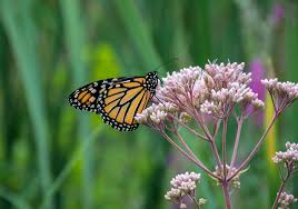 can you grow milkweed in planters