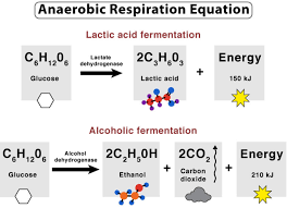 Anaerobic Respiration Definition