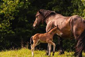 nutrition of the pregnant mare royal