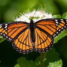 Papillon orange noir
