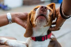 your dog s itchy paws 5 causes and 6