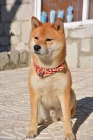 Shiba Inu The Complete Owners Guide To The Shiba Inu Breed