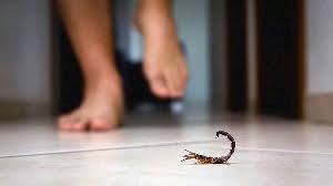 how to get rid of scorpions from your