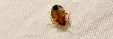 Summer Bed Bug Travel Pointers