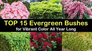 top 15 evergreen bushes for vibrant