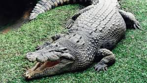 unique and creative crocodile names 2024