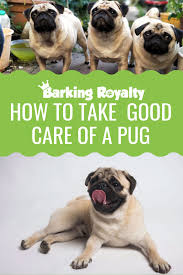 Here are only the best pug puppies wallpapers. How To Take Care Of A Pug Complete Guide On Pug Care Barking Royalty Pugs Cute Pug Puppies Pug Training