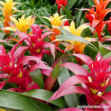bromeliad care how to successfully