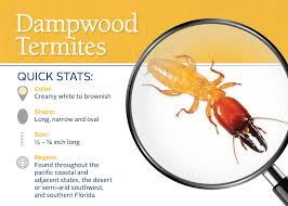 To Avoid Dampwood Termites Homeowners Should Eliminate