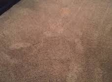 stanley steemer carpet cleaner lawton
