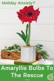 Amaryllis Bulbs The Ideal Gift