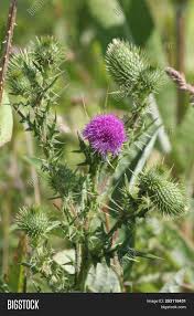 This way, you won't risk your yield, but you may lose the desired purple shades. Bull Thistle Cirsium Vulgare Prickly Weed With Pretty Purple Flower On Top Growing In A Waste Image Stock Photo 253118431