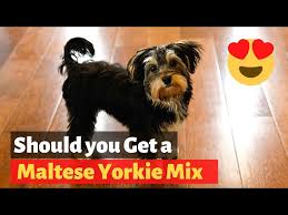 everything about the maltese yorkie mix