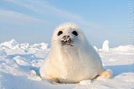 curious harp seal pup nature