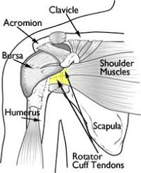 The humeral head in the glenoid socket. Rotator Cuff Repair Brisbane Knee And Shoulder Clinicbrisbane Knee And Shoulder Clinic