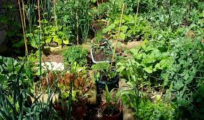 Growing A School Vegetable Garden