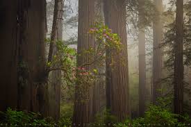 gift tree print redwoods california
