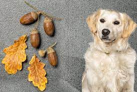 are acorns bad for dogs expert