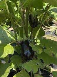 How To Grow Eggplant Garden Savvy