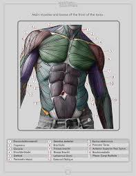A chest muscle that pulls the arm in towards the body. Torso Muscles Figure Drawing Reference Anatomy Drawing Anatomy For Artists