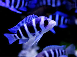 what causes high ph in a fish tank