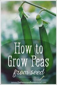 how to grow peas from seed the house