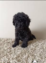 genuine outstanding male toy poodle puppy