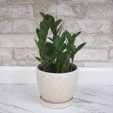 Get Zz Plant Assorted Sizes In Mi At