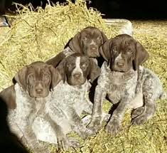 He makes a great family companion and an excellent watchdog. View Ad German Shorthaired Pointer Puppy For Sale Near Wisconsin Dodgeville Usa Adn 9467