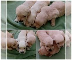 We also offer a traveling zoo for school. View Ad Golden Retriever Litter Of Puppies For Sale Near New York Staten Island Usa Adn 210696