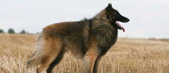 belgian shepherd tervuren dog breed