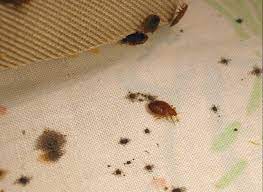 hotel bed bugs pest prevention